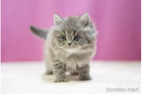 成約済の埼玉県のスコティッシュストレート-105386の3枚目